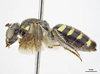 Euhesma lucida