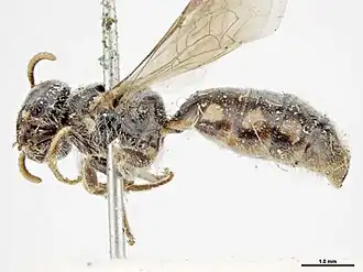 Euhesma nitidifrons