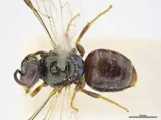 Euhesma walkeriana