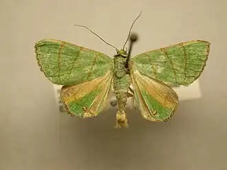 Eulepidotis viridissima