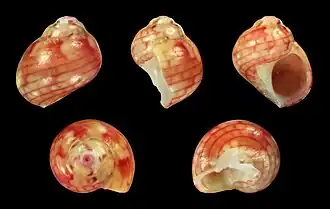 Eulithidium tessellatum