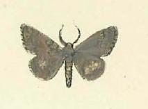 Eumannia oppositaria