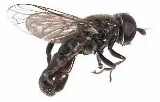 Knobbelbollenzweefvlieg