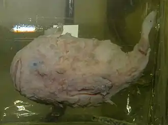 Eumicrotremus derjugini