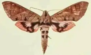 Eumorpha adamsi