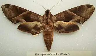 Eumorpha anchemolus