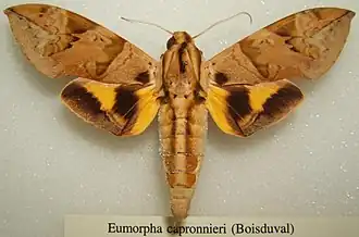 Eumorpha capronnieri