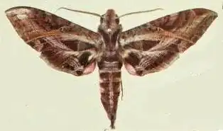 Eumorpha drucei