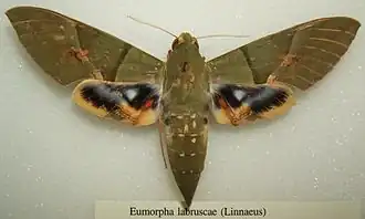 Eumorpha labruscae