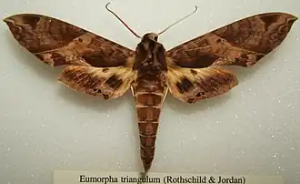 Eumorpha triangulum