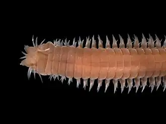 Eunereis longissima (zager)