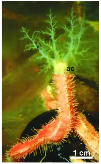 Eupentacta fraudatrix