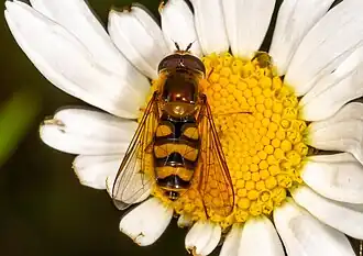 Golvende kommazweefvlieg