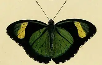 Euphaedra ceres