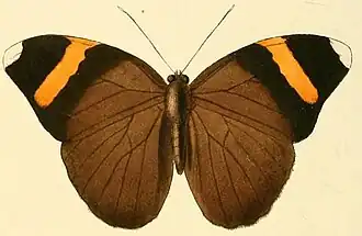 Euphaedra losinga