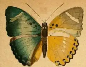 Euphaedra preussi