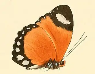 Euphaedra ruspina