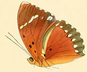 Euphaedra zampa