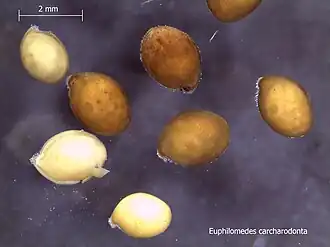 Euphilomedes carcharodonta