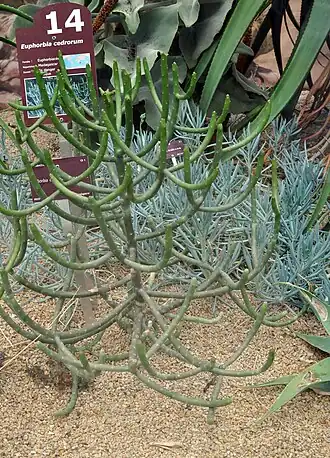 Euphorbia cedrorum