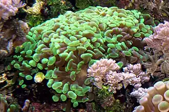 Fimbriaphyllia paraancora