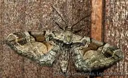 Eupithecia verecunda