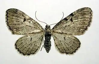 Eupithecia actaeata