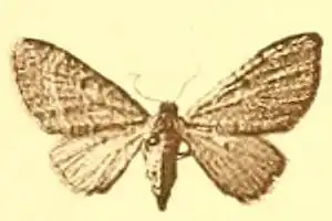Eupithecia addictata