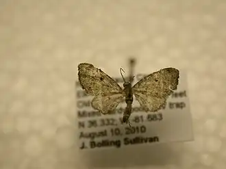 Eupithecia affinata