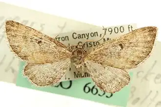 Eupithecia biedermanata