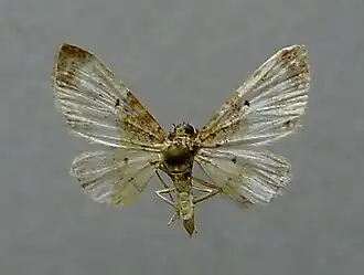 Eupithecia breviculata