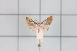 Eupithecia catosophia