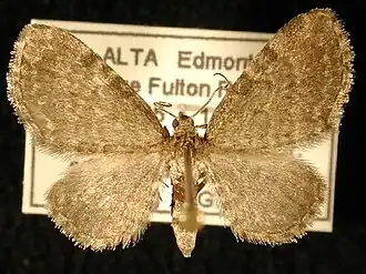 Eupithecia grata