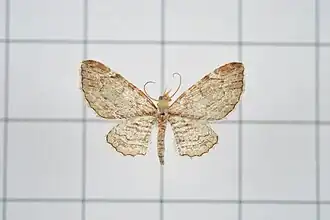 Eupithecia costalis