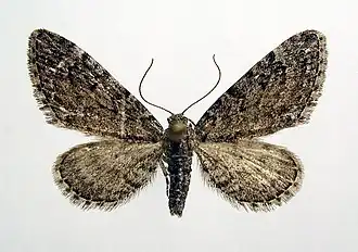 Eupithecia gelidata