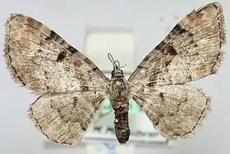 Eupithecia gigantea