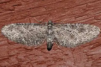 Eupithecia gilvipennata