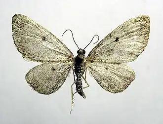 Eupithecia groenblomi