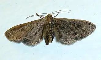 Eupithecia infelix