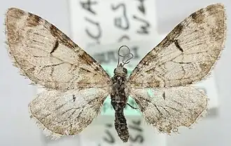 Eupithecia insignioides