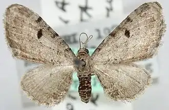 Eupithecia interpunctaria
