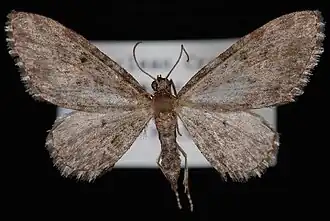 Eupithecia lachrymosa