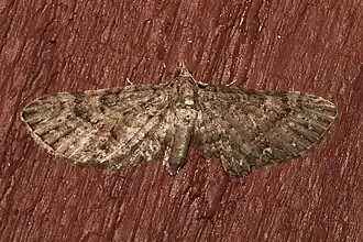 Eupithecia longipalpata