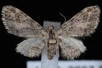 Eupithecia maestosa
