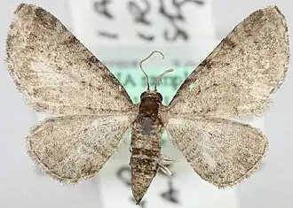 Eupithecia mandschurica