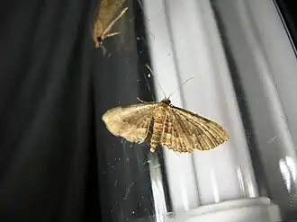 Eupithecia monticolens