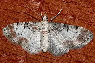 Eupithecia mutata