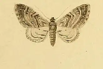 Eupithecia oxycedrata