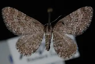 Eupithecia regina