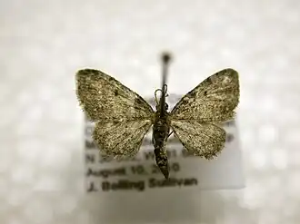 Eupithecia russeliata